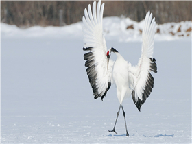 项目首封！8#楼主体结构圆满完工！